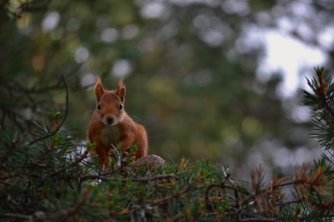 Red squirrel in pine tree